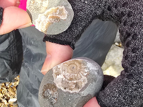 The Wobbly Fossiler-Charmouth必去景点