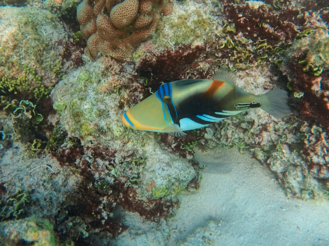 马尔代夫美禄岛度假村主图