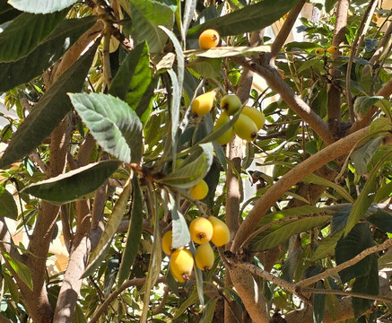 Mysterium Fidei-瓦莱塔必去景点