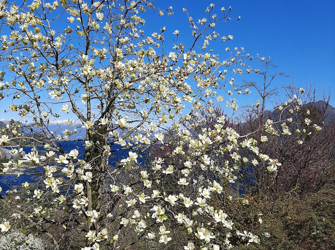 塔兰托别墅植物园-韦尔巴尼亚必去景点