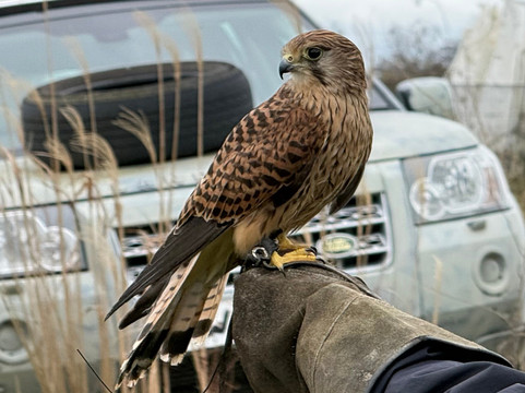 Millets Farm Falconry Centre-弗里福德希斯必去景点