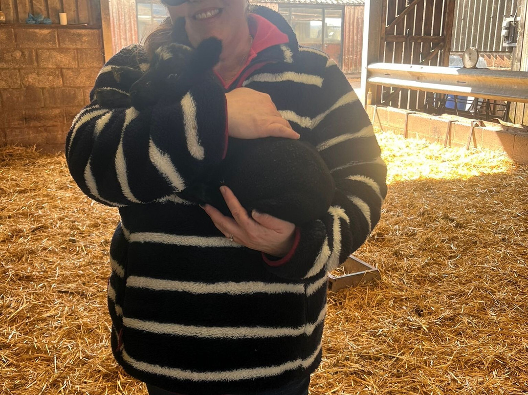 Somerset Sheep Trekking-Pitminster必去景点