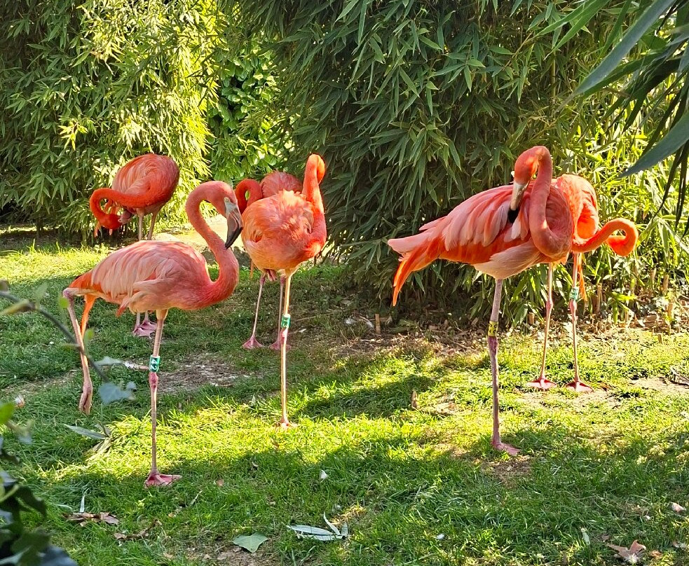 Parco Faunistico Le Cornelle-Valbrembo必去景点