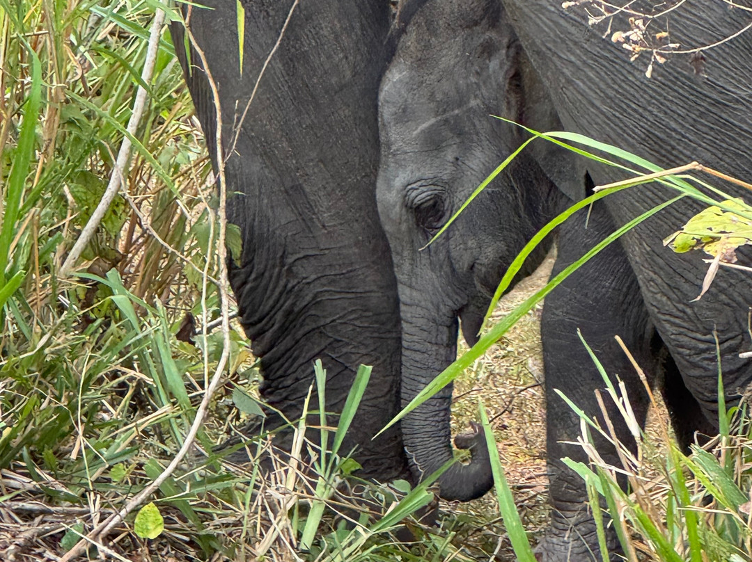 Ceylon D Tours-加勒必去景点