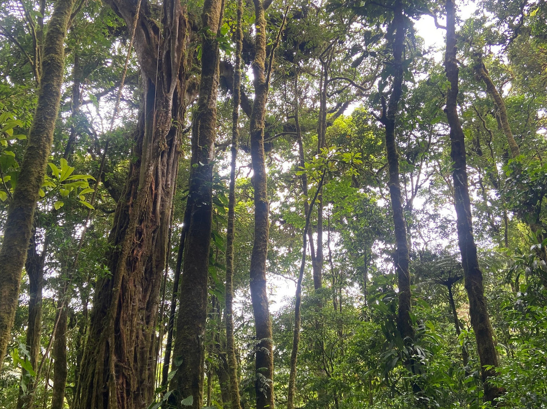 Monteverde Cloud Forest Biological Reserve-蒙特维多云雾森林自然保护区必去景点