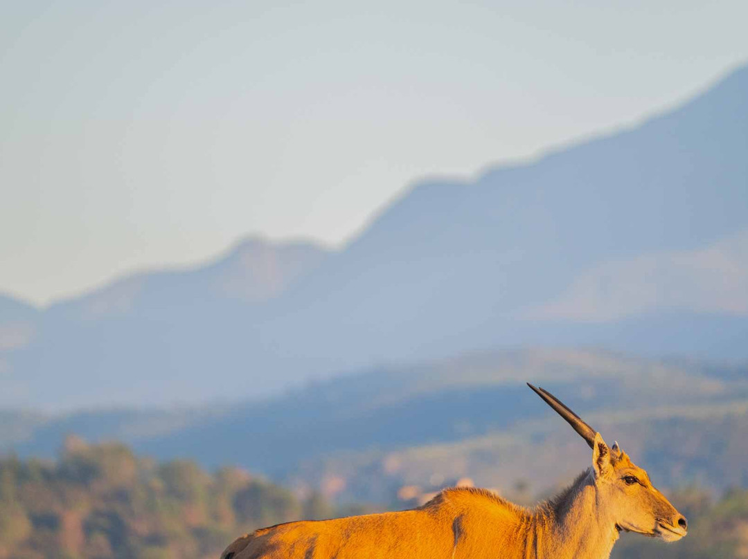 波特利斯科普私人猎区酒店主图