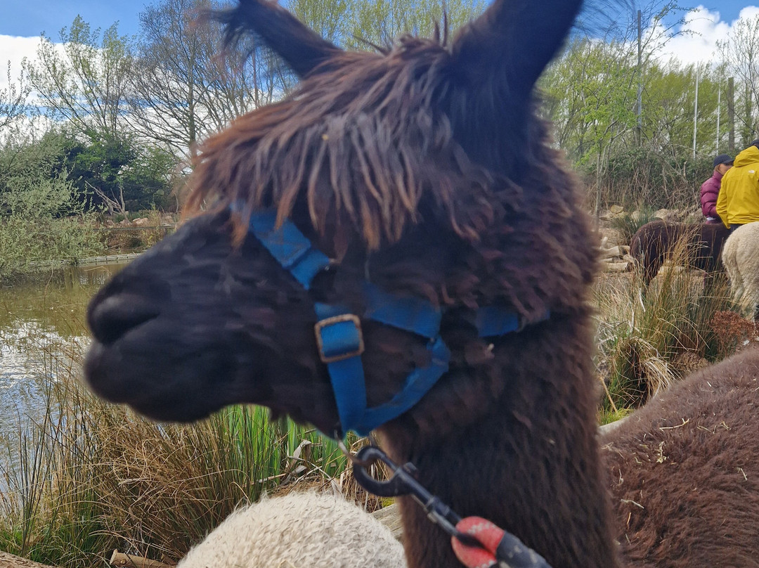 Nanny Sharon's Alpaca Farm C.I.C-Prenton必去景点