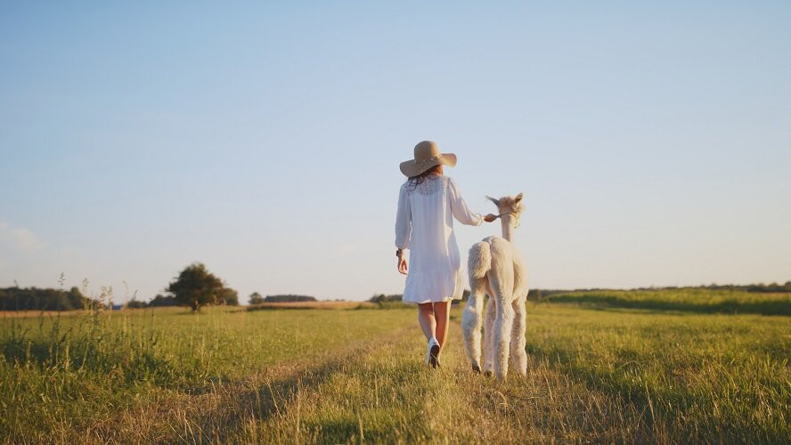 Alpaca & Unicorn Adventures-Tring必去景点