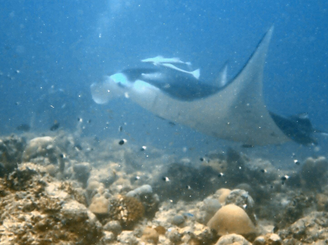 Euro-Divers Vilamendhoo-维拉蔓豪岛必去景点