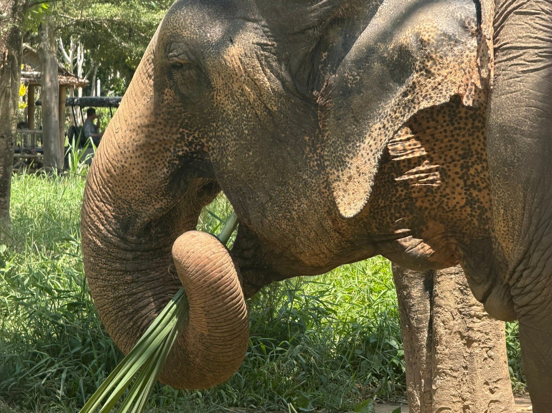 Phuket Elephant Sanctuary-普吉岛必去景点