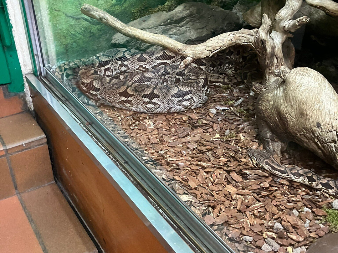 Reptilienzoo Happ-卡拉根渡口必去景点