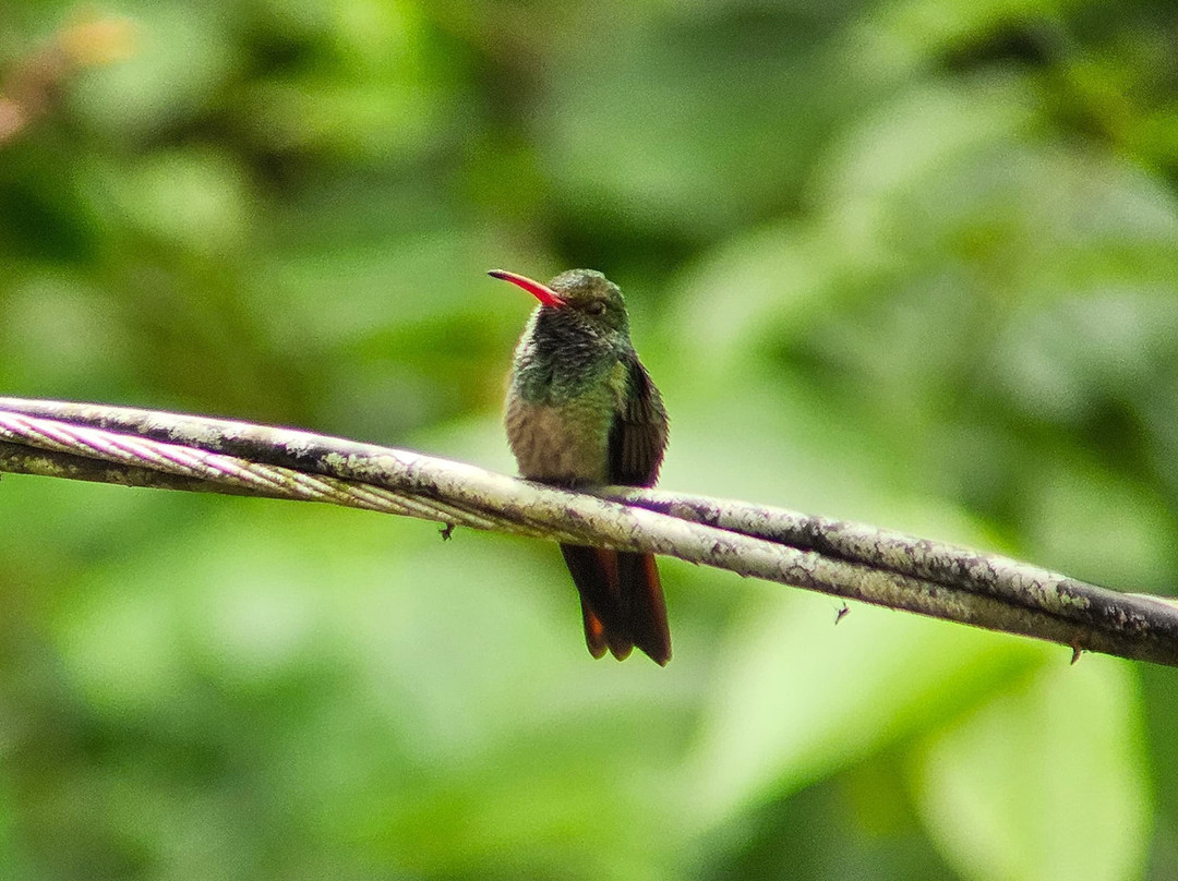 Birding and Nature tours in Carara-Tarcoles必去景点