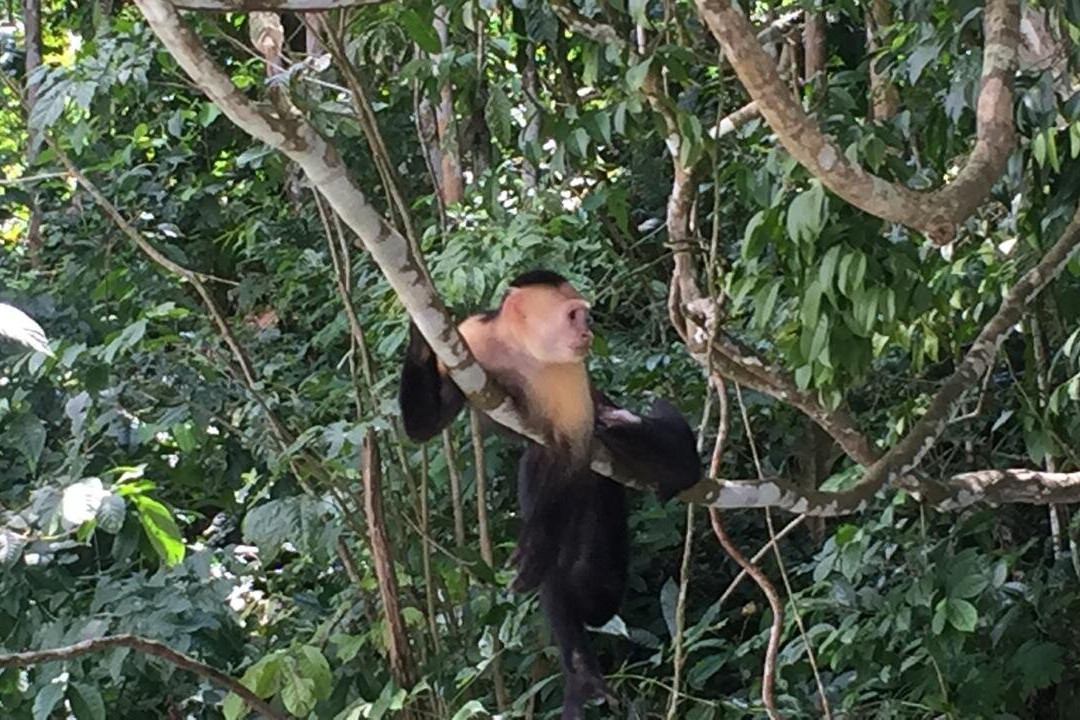 Gamboa Rainforest Resort Activities-甘博阿必去景点
