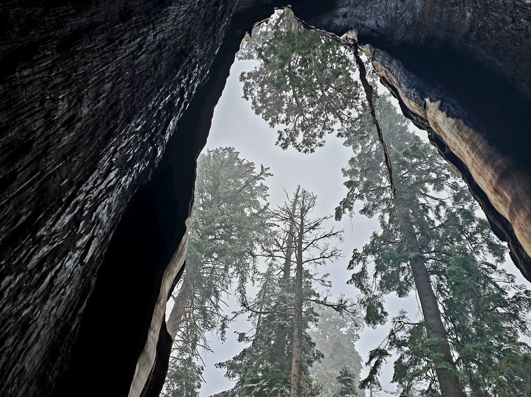 Sequoia National Park-维塞利亚必去景点