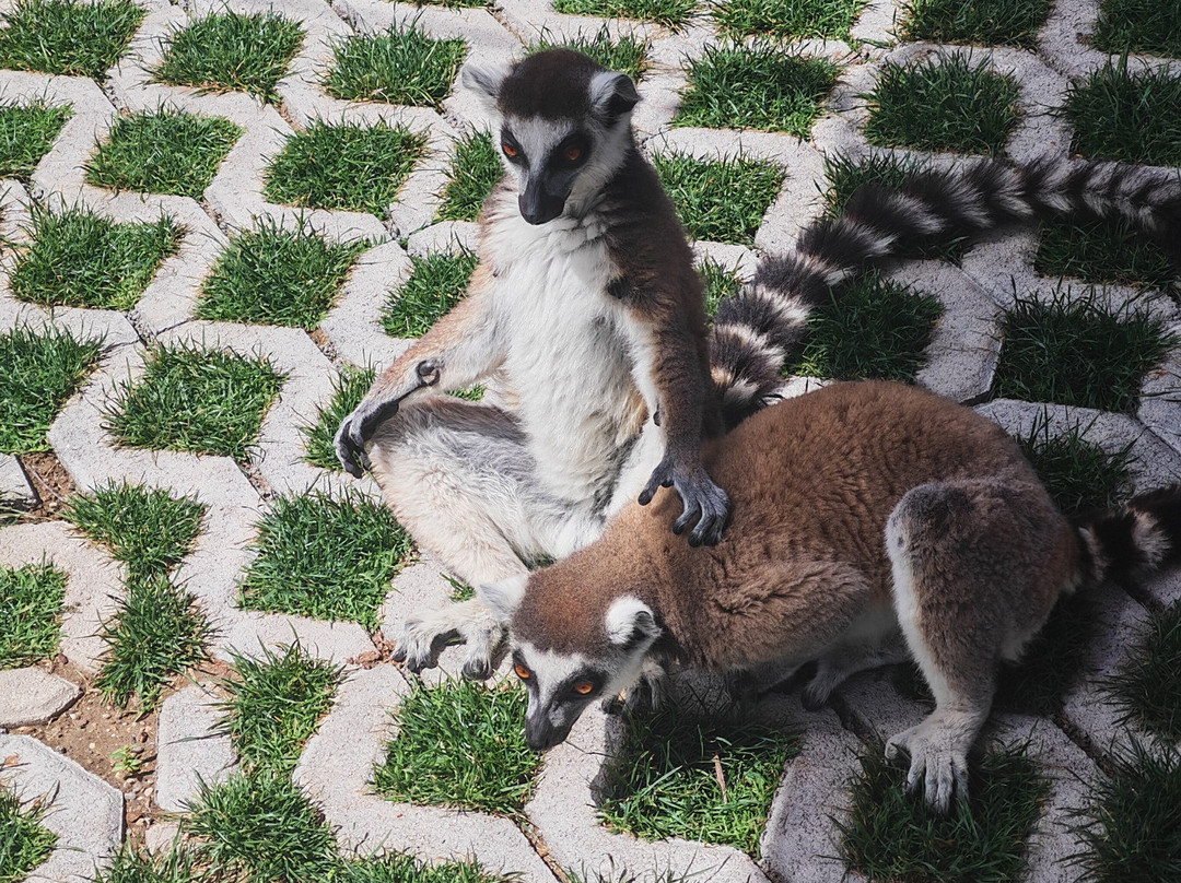 Farma of Rhodes Petting Zoo-Theologos必去景点