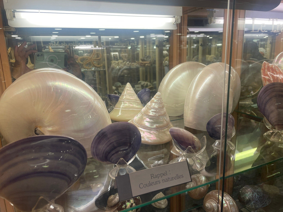 Museum du Coquillage-莱萨布勒多洛讷必去景点