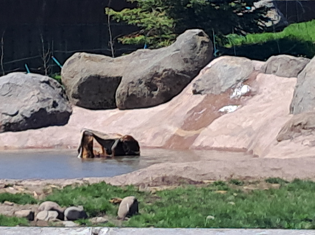 Montana Grizzly Encounter-博兹曼必去景点