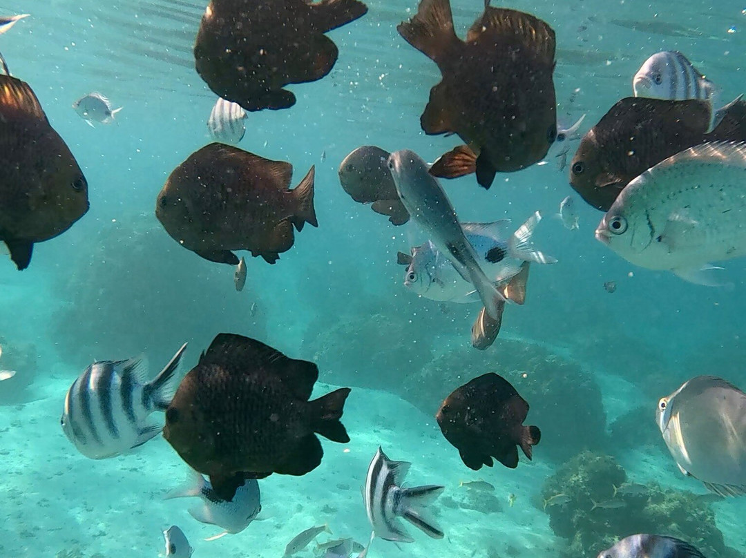 Vitamin Sea Mauritius-黑河必去景点