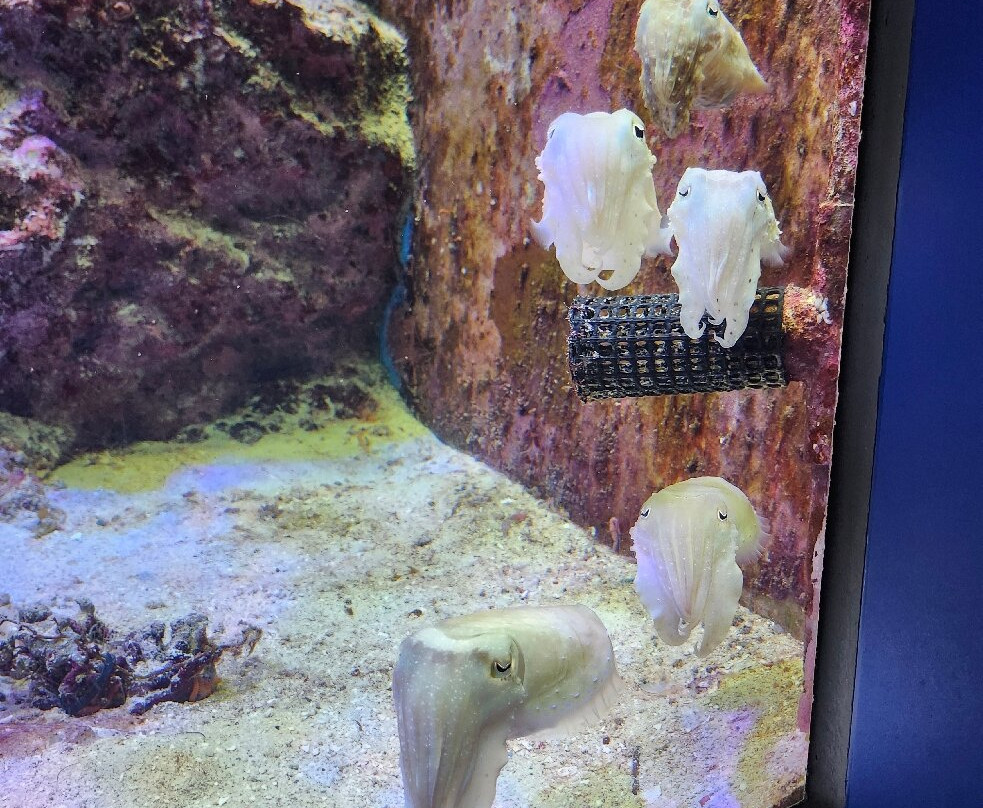 冲绳美之海水族馆-本部町必去景点