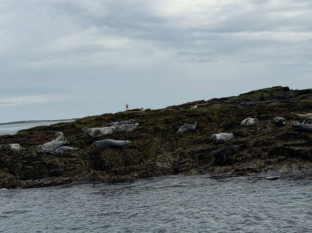 Serenity Farne Island Boat Tours-Seahouses必去景点