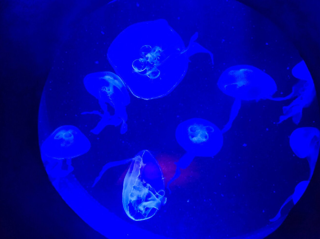 Malta National Aquarium-卡拉必去景点