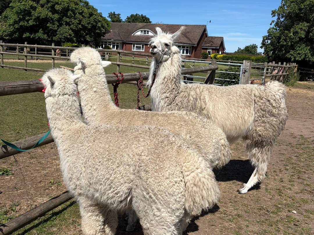 Burntwood Alpaca and Animal Experience-Burntwood必去景点