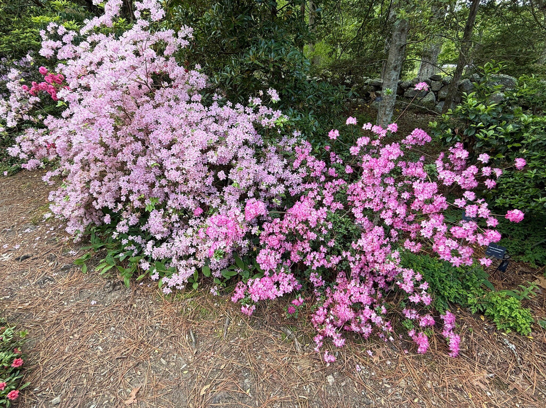 Polly Hill Arboretum-West Tisbury必去景点
