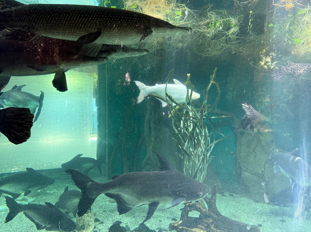 Cebu Ocean Park - Cebu-宿雾市必去景点