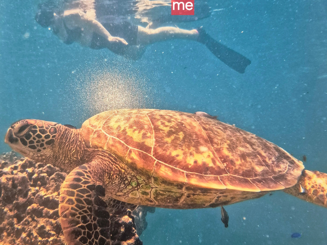 Kali & Kato's Rarotonga Turtle Tours-Takitumu District必去景点