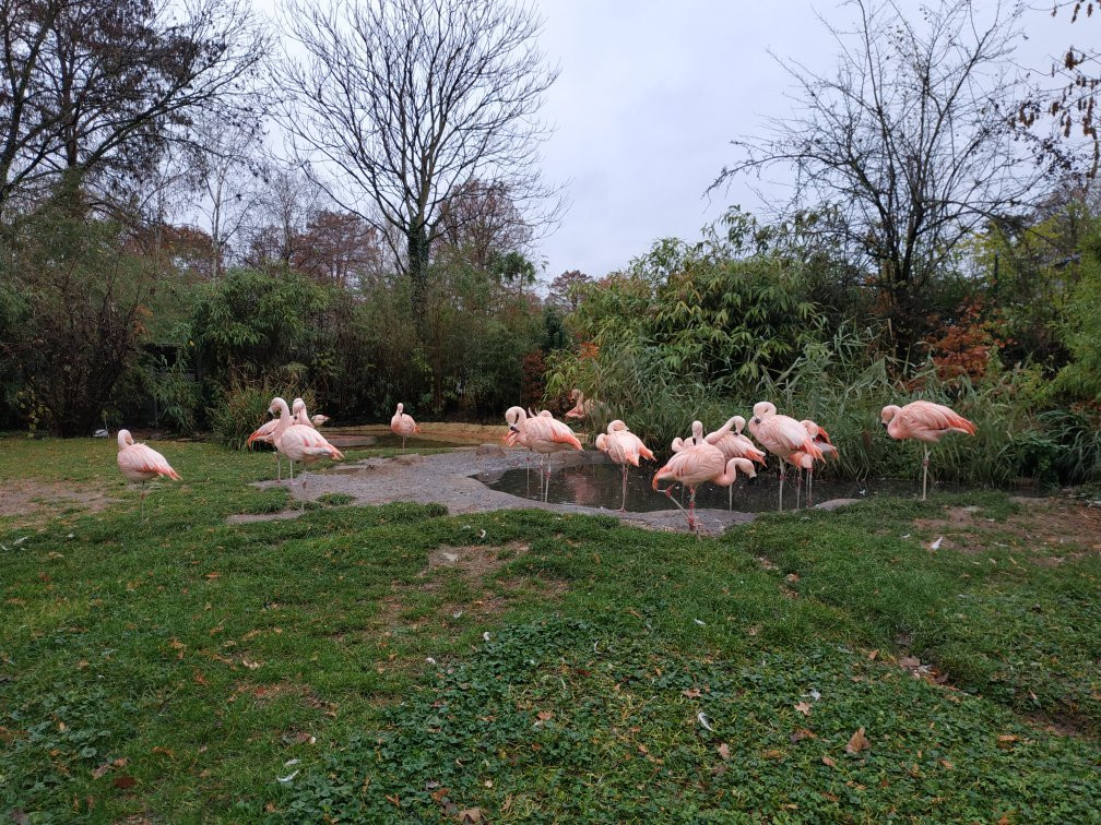 Zoo Frankfurt-法兰克福必去景点