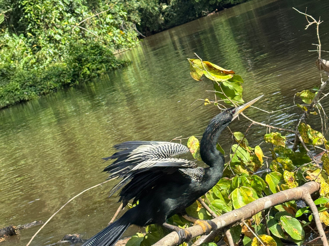 Tuanis Tour Tortuguero-托图杰多必去景点