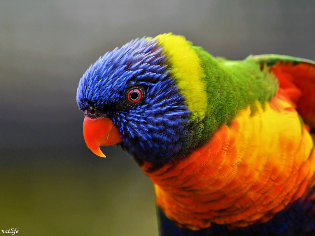 Zoo d'Upie Le Jardin Aux Oiseaux-Upie必去景点