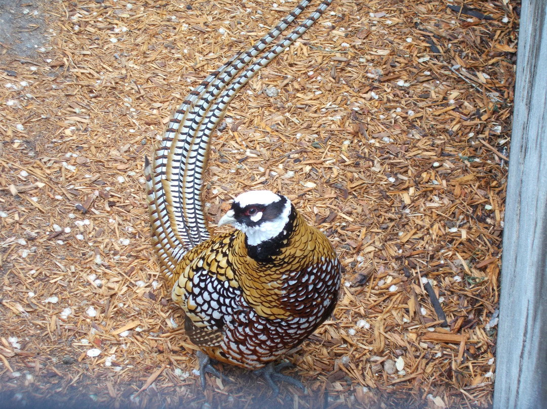Assiniboine Park Zoo-温尼伯必去景点