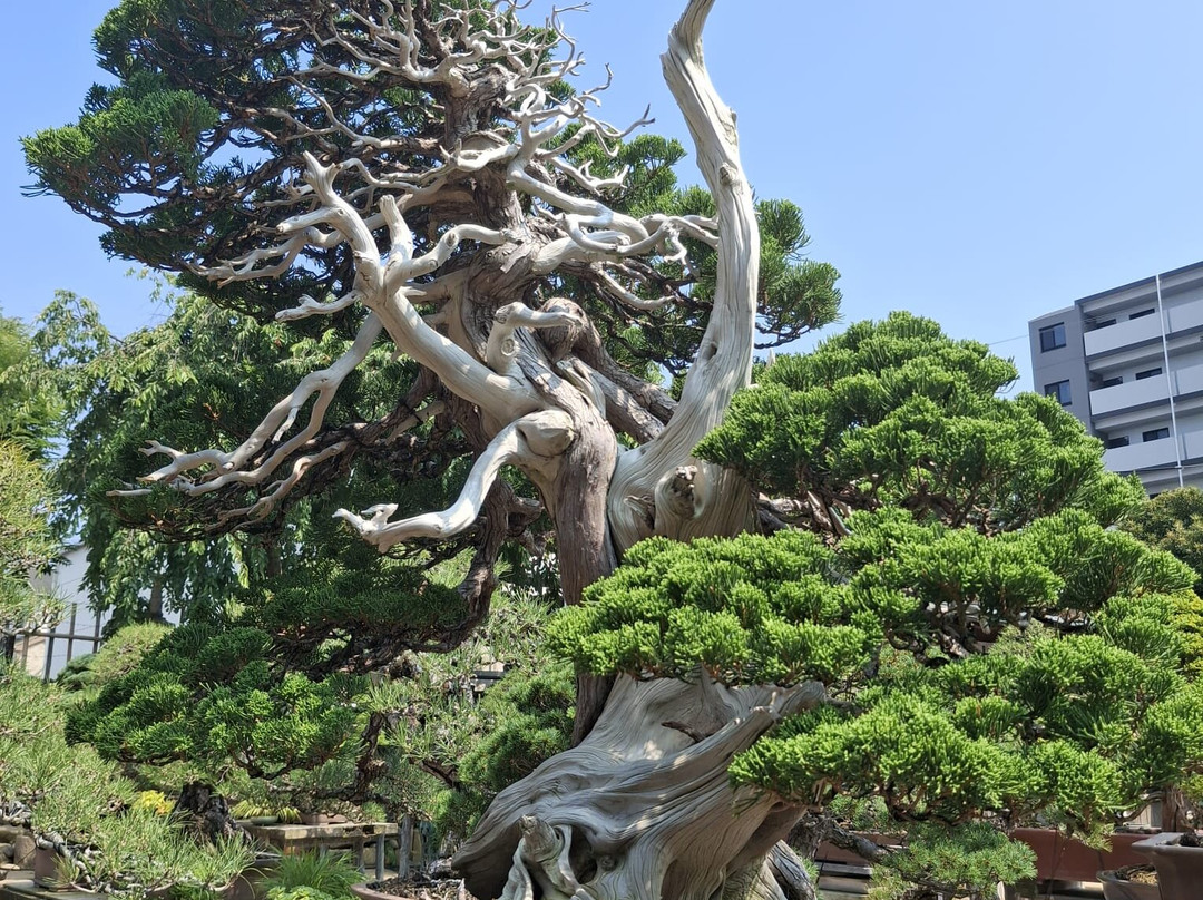 春花园 BONSAI 美术馆-江戸川区必去景点