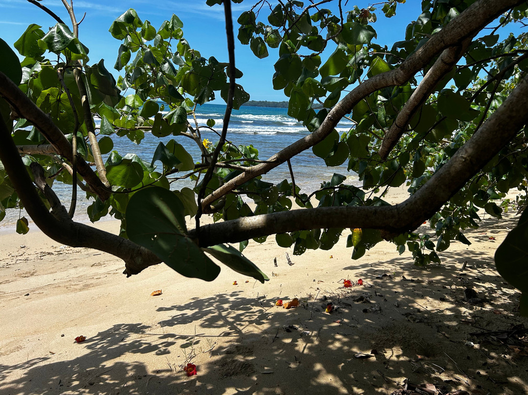 Playa Punta Uva-Punta Uva必去景点