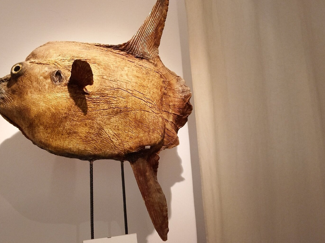 Museo della Marineria-切塞纳蒂科必去景点