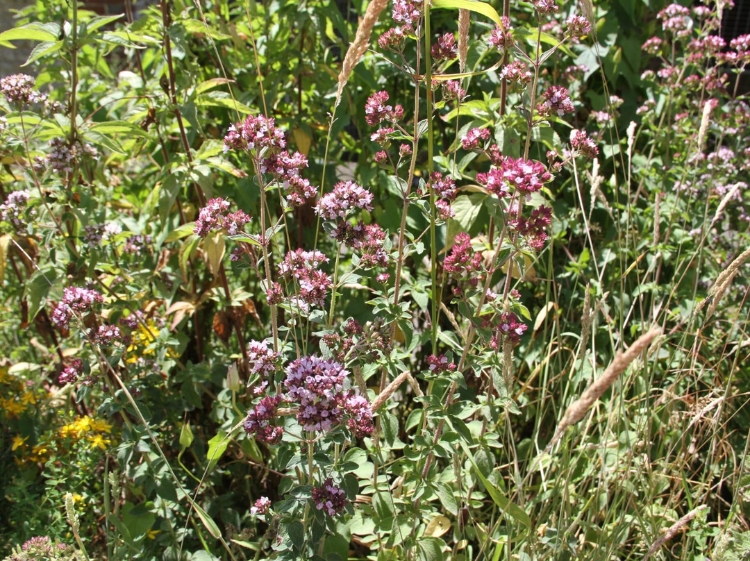 Wild Food Uk-Byford必去景点