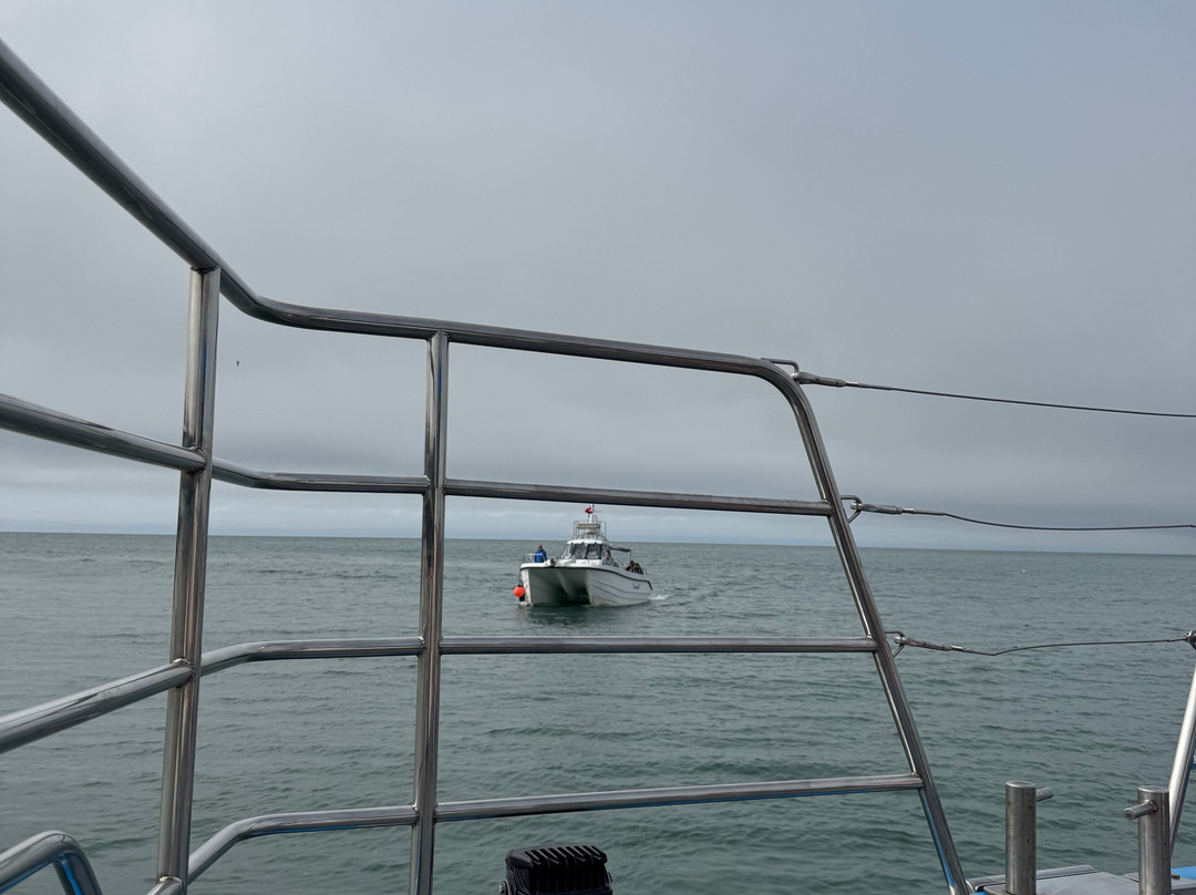 Dolphin Spotting Boat Trips (by New Quay Boat Trips)-纽基必去景点