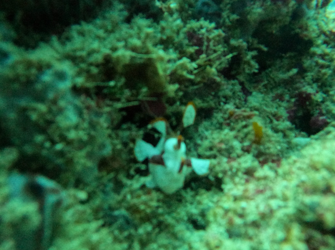 DPM Diving Nusa Penida-珀尼达岛必去景点