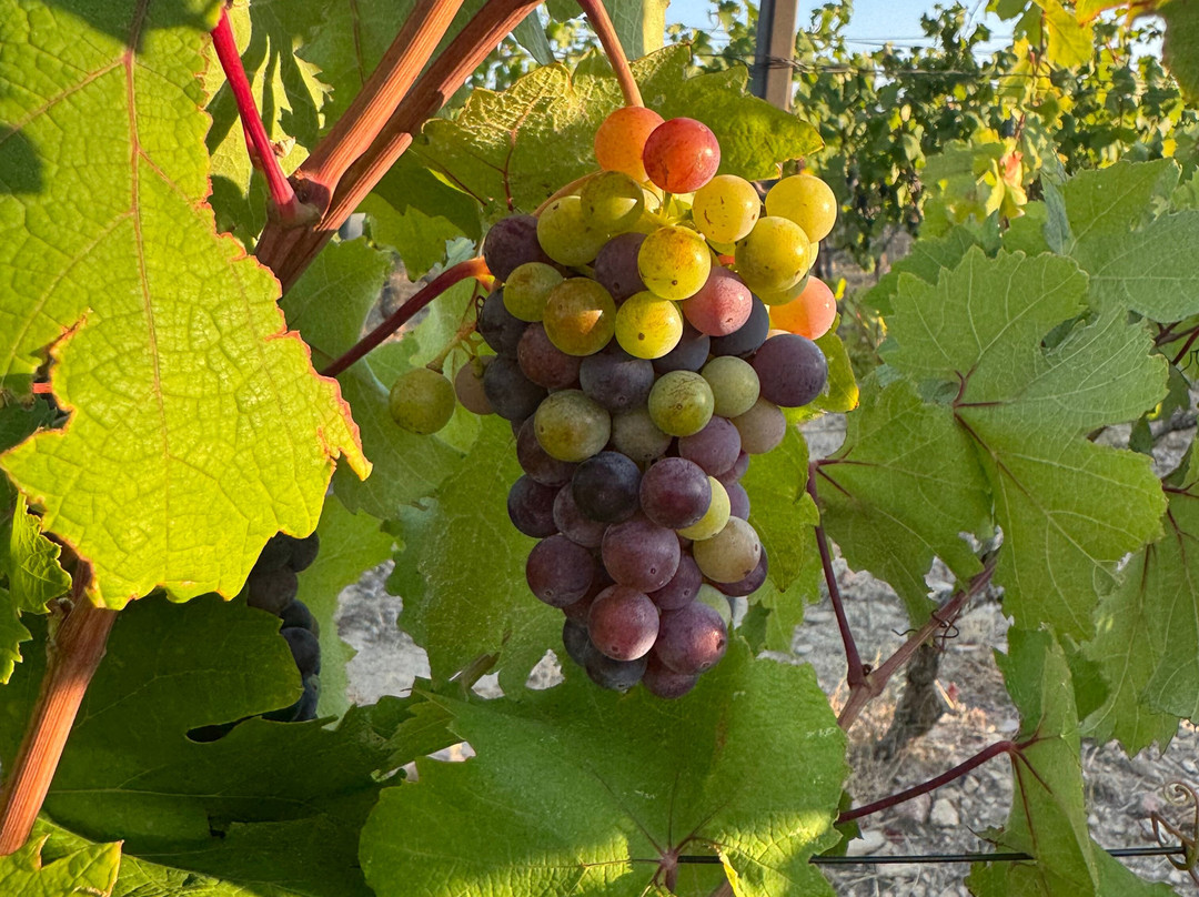 Putalj Wine-斯普利特必去景点