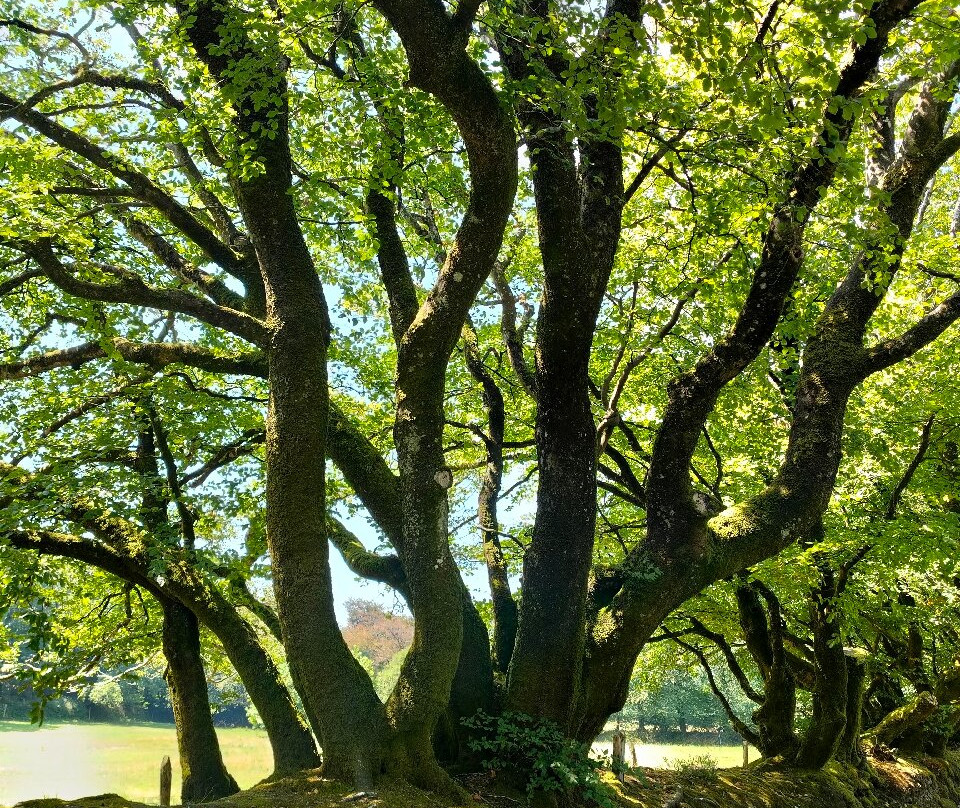 Domaine de Menez Meur-Hanvec必去景点