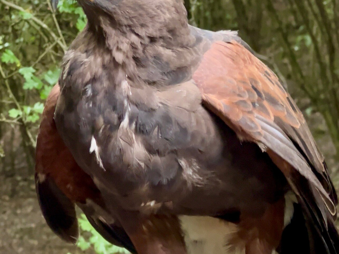 Riverside Falconry-纽卡斯尔必去景点