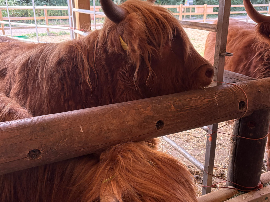 Quex Adventure Farm Park-Birchington必去景点