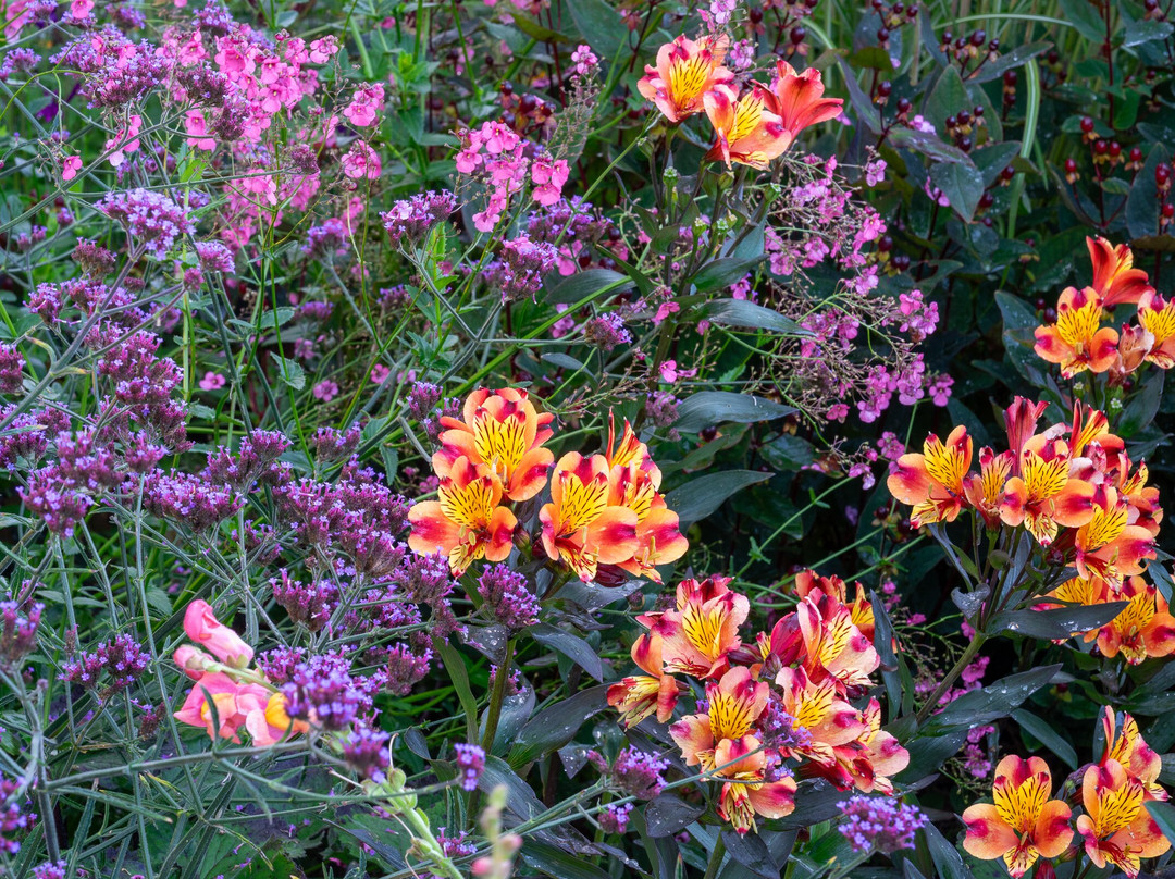 Patthana's Garden-Kiltegan必去景点