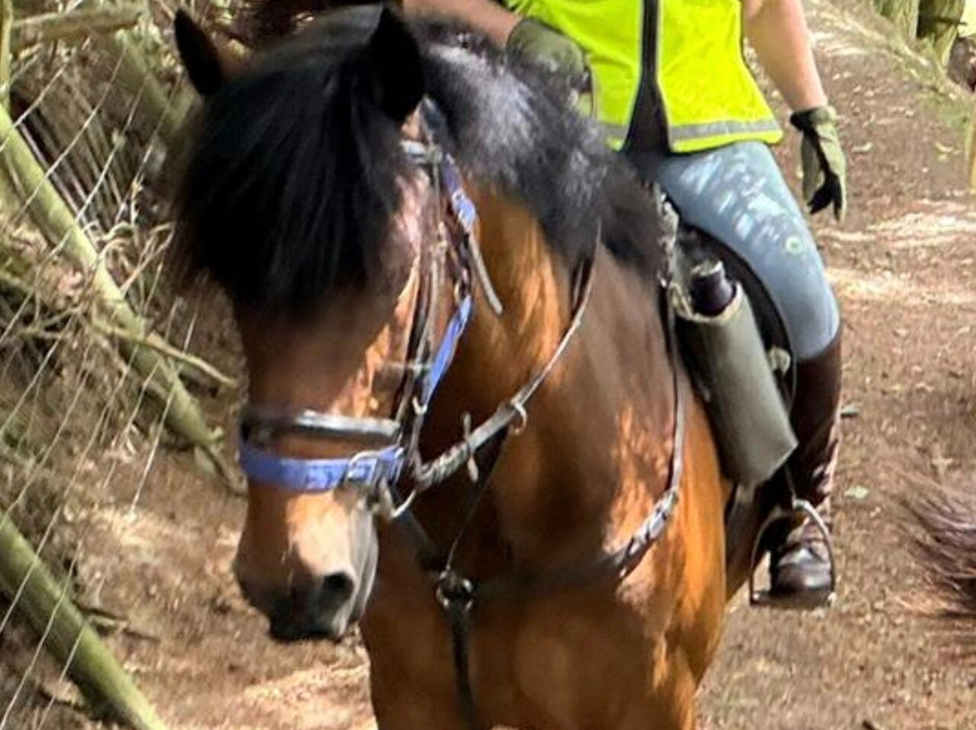 Springhill Farm Riding Stables-奥斯沃斯特必去景点