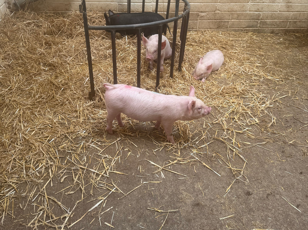 Greenmeadow Community Farm-Cwmbran必去景点