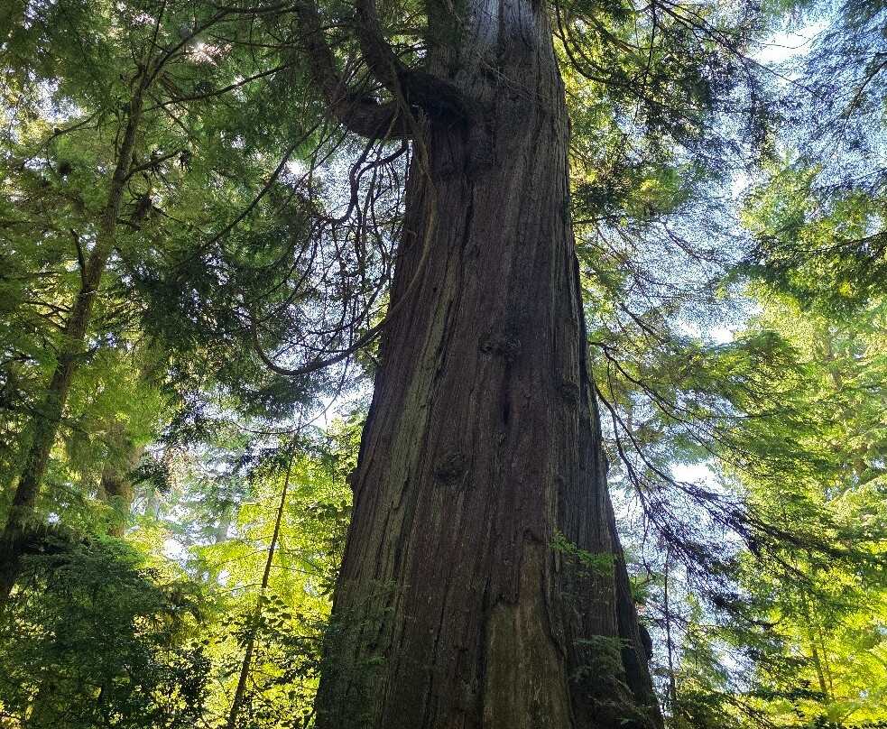 Rockaway Big Tree Trailhead-Rockaway Beach必去景点