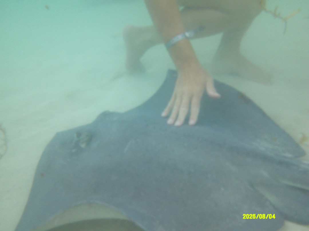 Neal Watson's Bimini Scuba Center-Alice Town必去景点