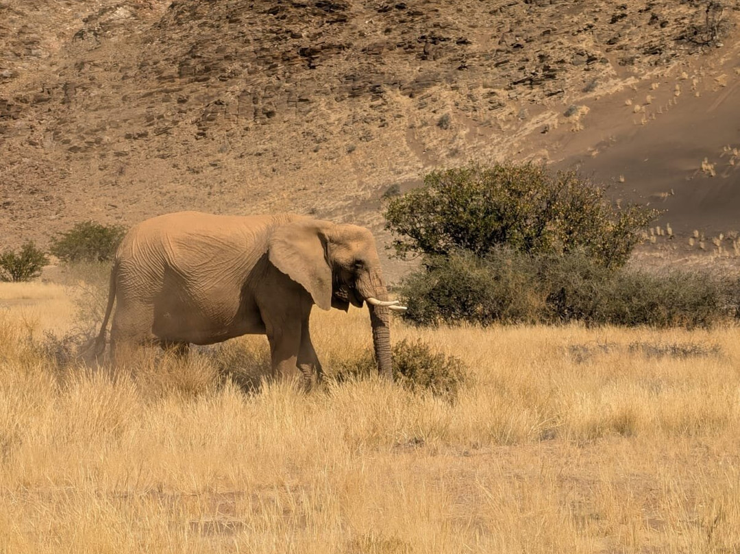 Hersons Elephant Adventures Cc-Khorixas必去景点