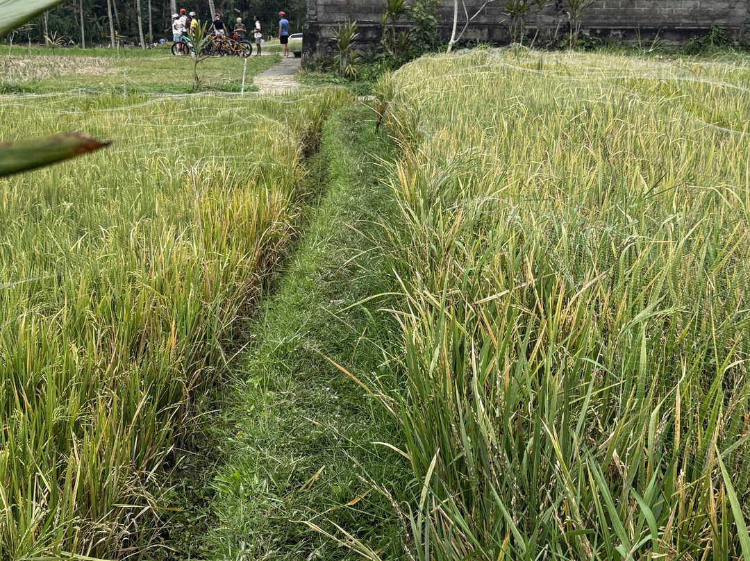 Bali Fun Bike Adventure-Pejeng Kaja必去景点